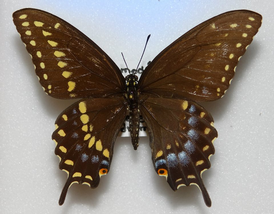 Papilio polyxenes (Mexico) GYNANDROMORPH (Internet Image property of respective owner, non-commercial use only)